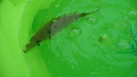 ノマセ撃沈。。