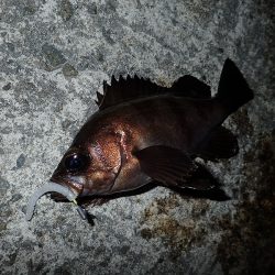 数を狙うか? それとも型か?