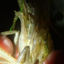 手長エビ&ぶっこみ釣り