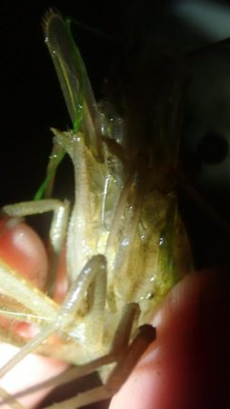 手長エビ&ぶっこみ釣り