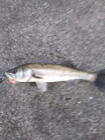 シーバス　好調