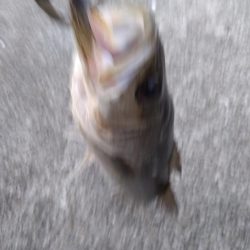 ＧＷ　シーバス3本締め