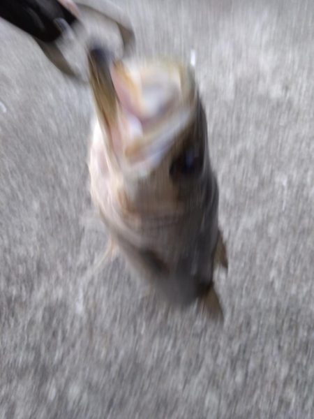 ＧＷ　シーバス3本締め