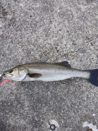 シーバス　朝練３匹