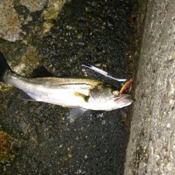 バチ抜け is HOT!