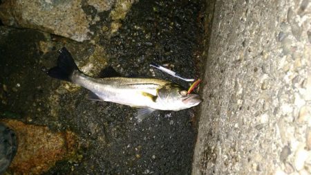 バチ抜け is HOT!