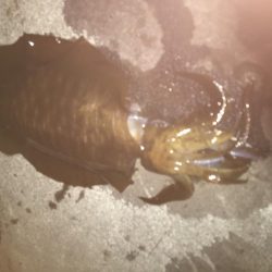 大潮前夜アオリイカ連発！