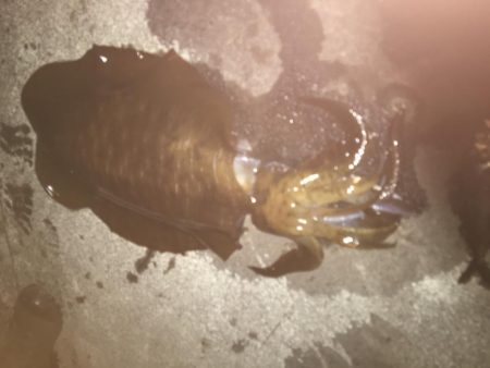 大潮前夜アオリイカ連発！