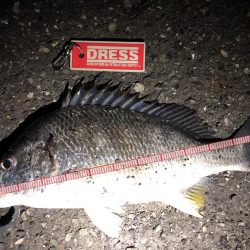 アオリイカ、キビレ、モンゴウイカなど