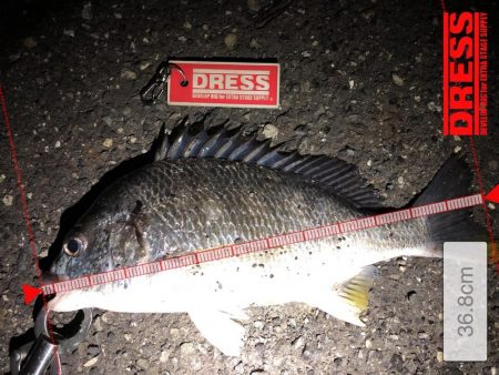 アオリイカ、キビレ、モンゴウイカなど