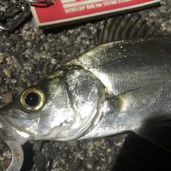 ライトゲームでキビレ、シーバス、カサゴなど