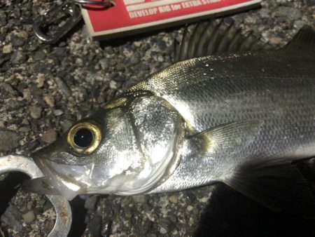 ライトゲームでキビレ、シーバス、カサゴなど