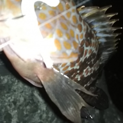 強風荒波良型アジ