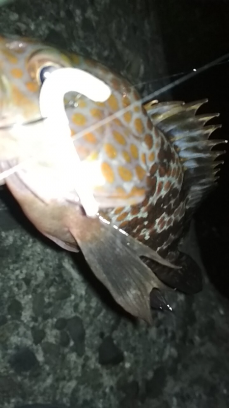 強風荒波良型アジ