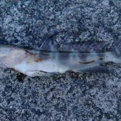 初夏のキス釣り