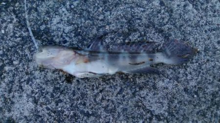 初夏のキス釣り