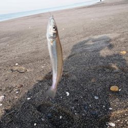 キス釣りスタート