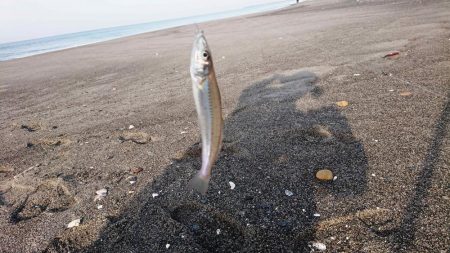キス釣りスタート