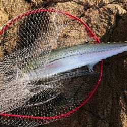 魚へんに春が、来たぁ～！