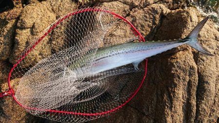 魚へんに春が、来たぁ～！