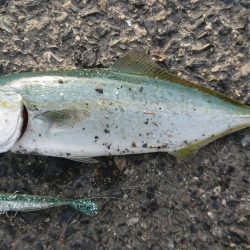 久々の大型ブリ捕獲成功♪