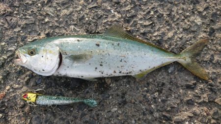 久々の大型ブリ捕獲成功♪