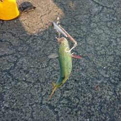 かわいい青物たち