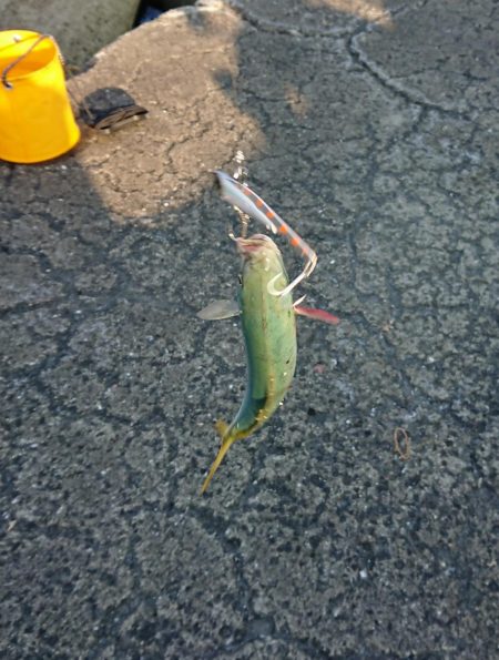 かわいい青物たち