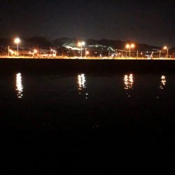 シラスミノーでフッコ