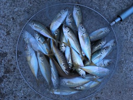 脂乗ってプリプリ、泉南の戻りアジ！