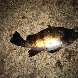 まだメバリング