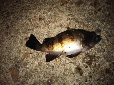 まだメバリング