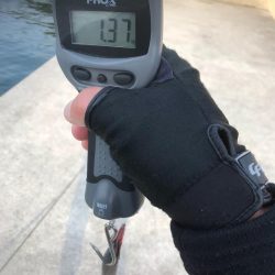 春イカを狙いに遠くからエギングに、キロアップのアオリイカは釣れたけど