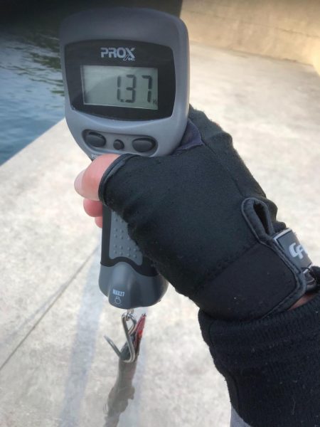 春イカを狙いに遠くからエギングに、キロアップのアオリイカは釣れたけど