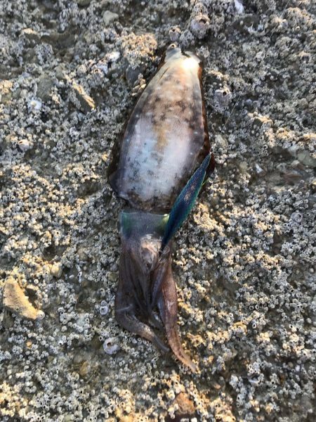 春イカひさびさにエギングで２キロアップ