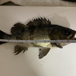 令和!メバリング!