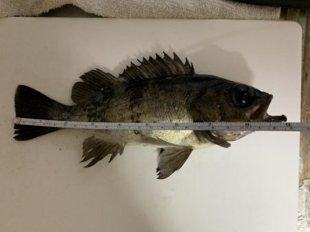 令和!メバリング!