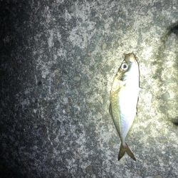 グレはまだいないです