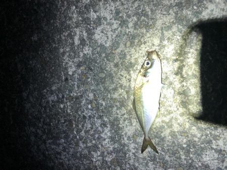 グレはまだいないです