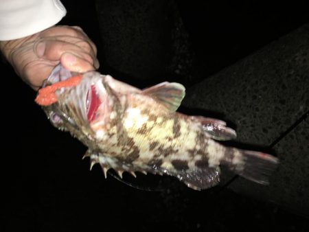 懲りずにガシラ