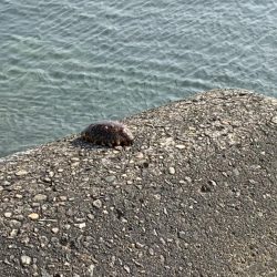 連日の大サバ釣り