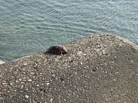 連日の大サバ釣り