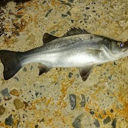 そろそろメバルは終ですね