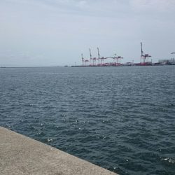 チーバスとシーバス