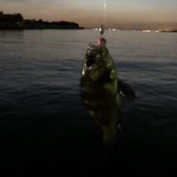 アジングかな？シーバス来ない…