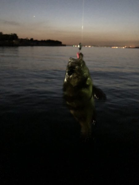 アジングかな？シーバス来ない…