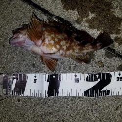 アオリイカ釣行カサゴやウツボも