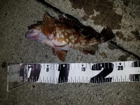 アオリイカ釣行カサゴやウツボも