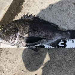 イチノ兄弟、釣果!