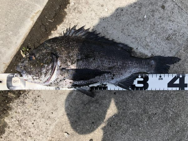 イチノ兄弟、釣果!